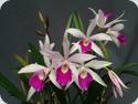 Blc. Chian Tzy Anierina CT Little Jolie